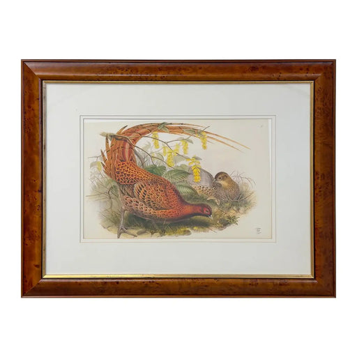 John Gould Pheasants "Phasianus Soemmeringii" Large Lithograph, Framed