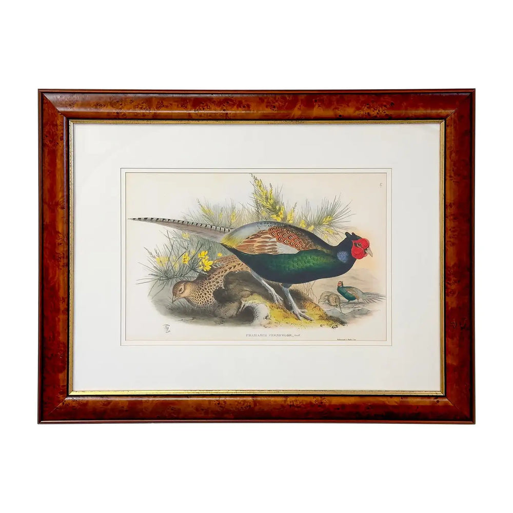 John Gould Japanese Pheasant "Phasianus Versicolo" Large Lithograph, Framed