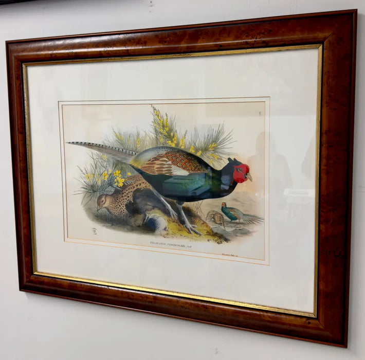 John Gould Japanese Pheasant "Phasianus Versicolo" Large Lithograph, Framed