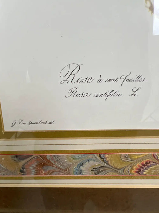 Vintage Botanical Rose Rosa Centifolia After Van Spaendonck Gilt Framed Print 1960's