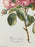 Vintage Botanical Rose Rosa Centifolia After Van Spaendonck Gilt Framed Print 1960's