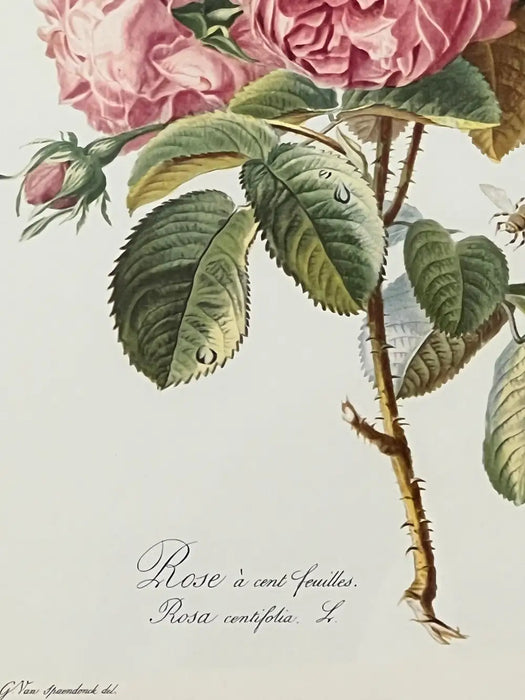 Vintage Botanical Rose Rosa Centifolia After Van Spaendonck Gilt Framed Print 1960's