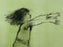 Girl Reaching Forward Lithograph by Albert Walker Signed & Framed, Artist proof 1950's
