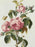Vintage Botanical Rose Rosa Centifolia After Van Spaendonck Gilt Framed Print 1960's