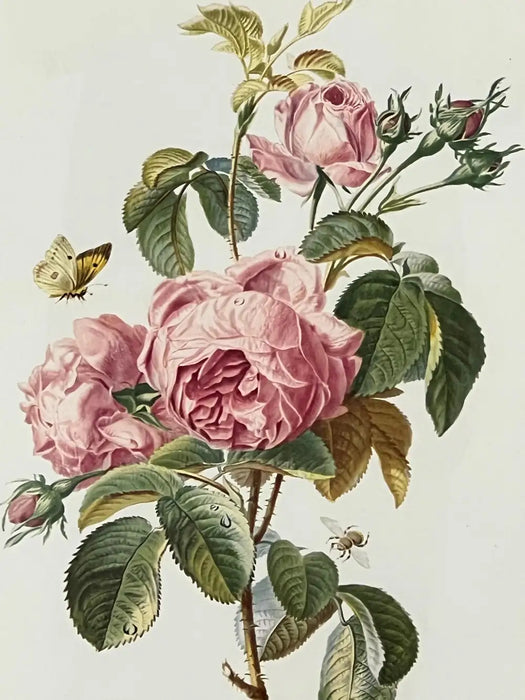 Vintage Botanical Rose Rosa Centifolia After Van Spaendonck Gilt Framed Print 1960's