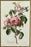 Vintage Botanical Rose Rosa Centifolia After Van Spaendonck Gilt Framed Print 1960's