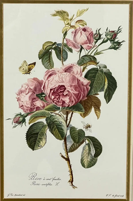 Vintage Botanical Rose Rosa Centifolia After Van Spaendonck Gilt Framed Print 1960's