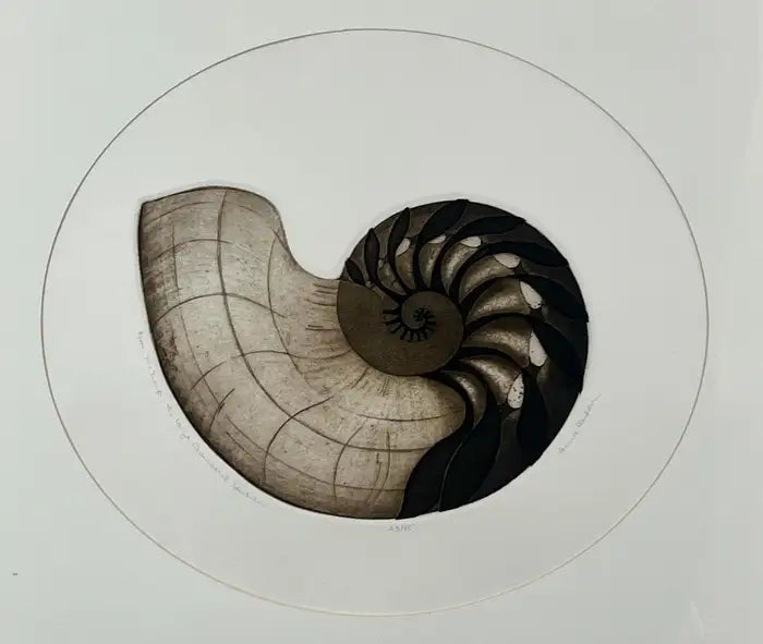 Anna Loudon Nautilus Shell Untitled Limited Edition Print by Anna Loudon, Framed & Numbered