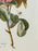 Vintage Botanical Rose Rosa Centifolia After Van Spaendonck Gilt Framed Print 1960's