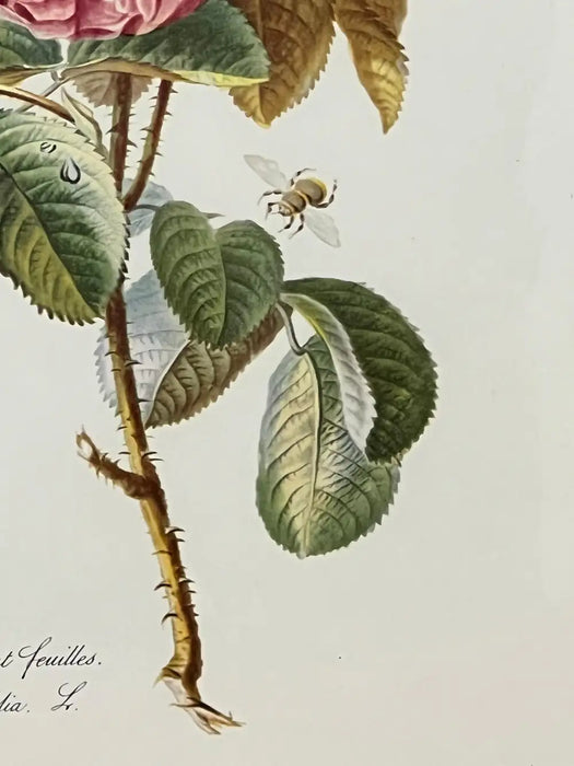 Vintage Botanical Rose Rosa Centifolia After Van Spaendonck Gilt Framed Print 1960's