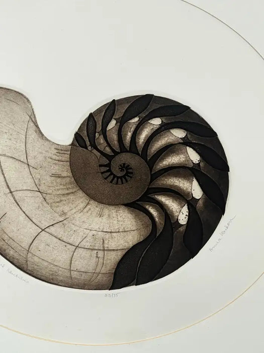 Anna Loudon Nautilus Shell Untitled Limited Edition Print by Anna Loudon, Framed & Numbered