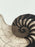 Anna Loudon Nautilus Shell Untitled Limited Edition Print by Anna Loudon, Framed & Numbered