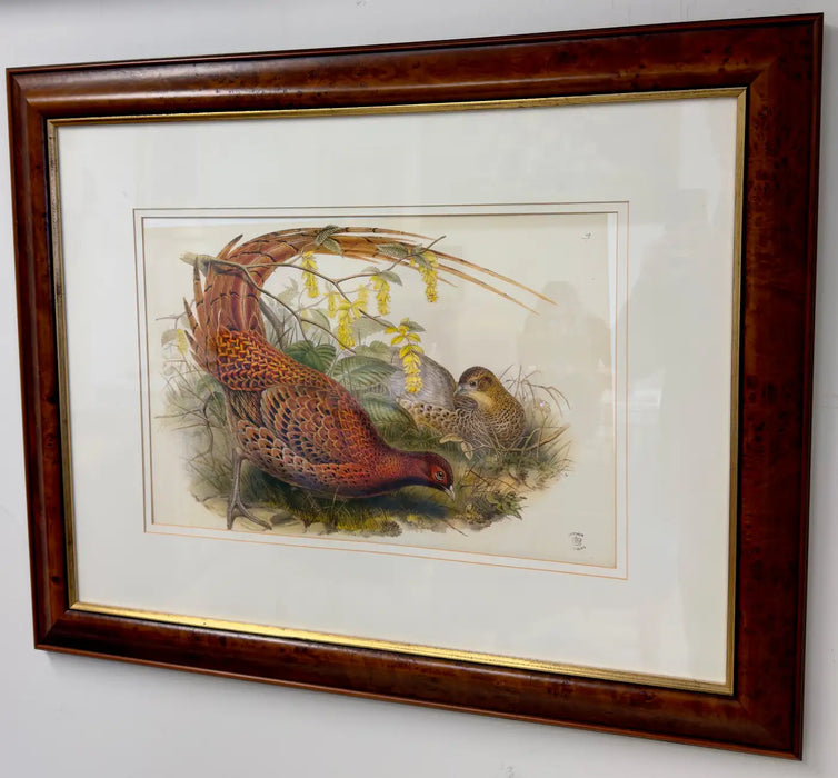 John Gould Pheasants "Phasianus Soemmeringii" Large Lithograph, Framed