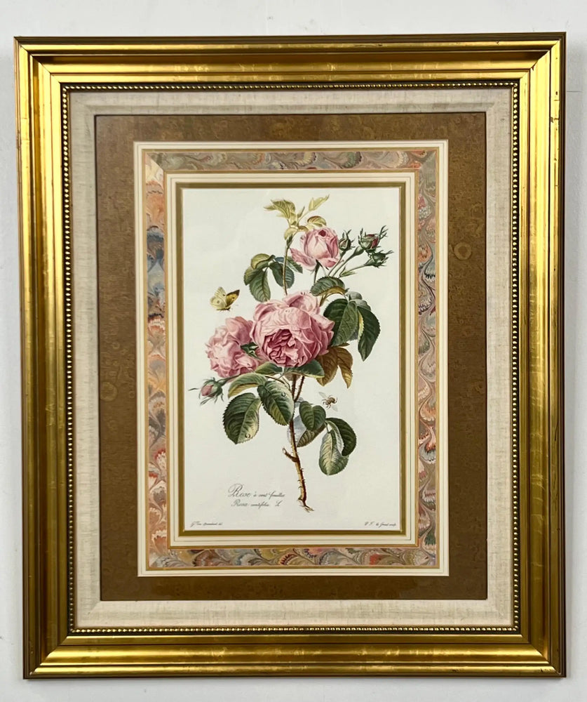 Vintage Botanical Rose Rosa Centifolia After Van Spaendonck Gilt Framed Print 1960's