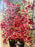 Helen Botway Bougainvillea in a Dark Urn Oil on Board Painting, Signed 1960's
