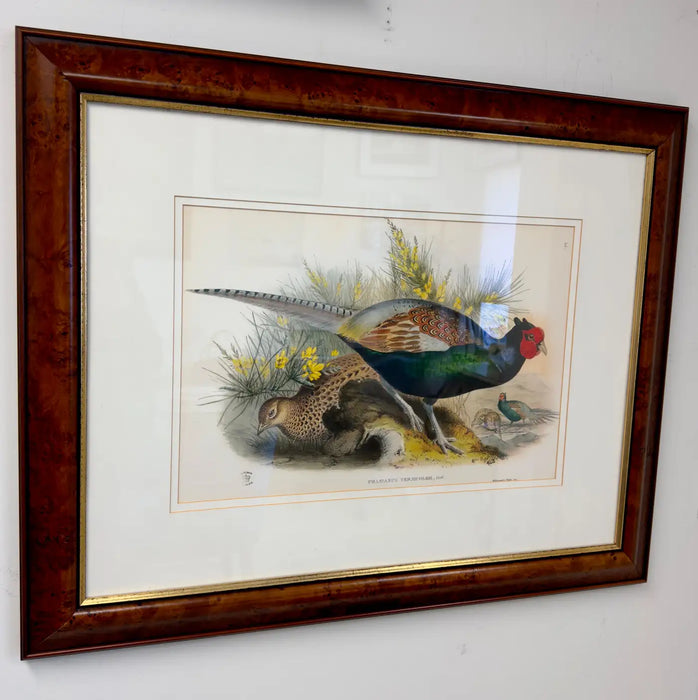 John Gould Japanese Pheasant "Phasianus Versicolo" Large Lithograph, Framed