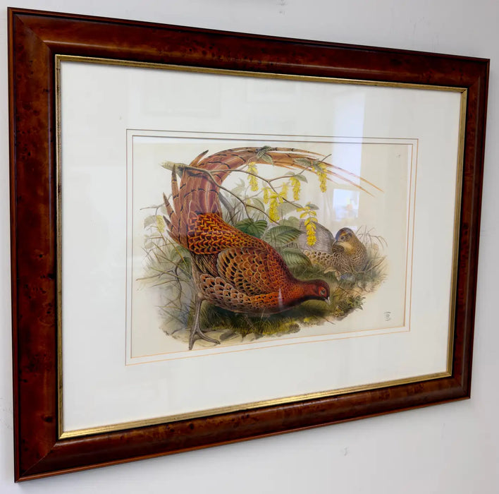 John Gould Pheasants "Phasianus Soemmeringii" Large Lithograph, Framed