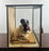 Japanese Geisha Princess Doll in Original Glass & Wood Case