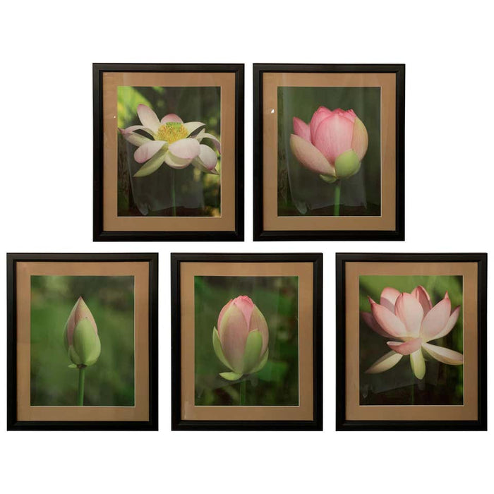 Tulip Blooming Stages Photography, Set of Five, Matted Framed