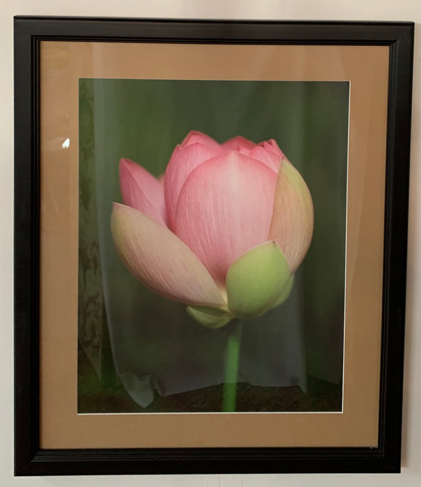 Tulip Blooming Stages Photography, Set of Five, Matted Framed