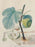 Salvador Dali Flordali Les Fruits Fig Man & Pamplemousse Erotique, Signed 1969