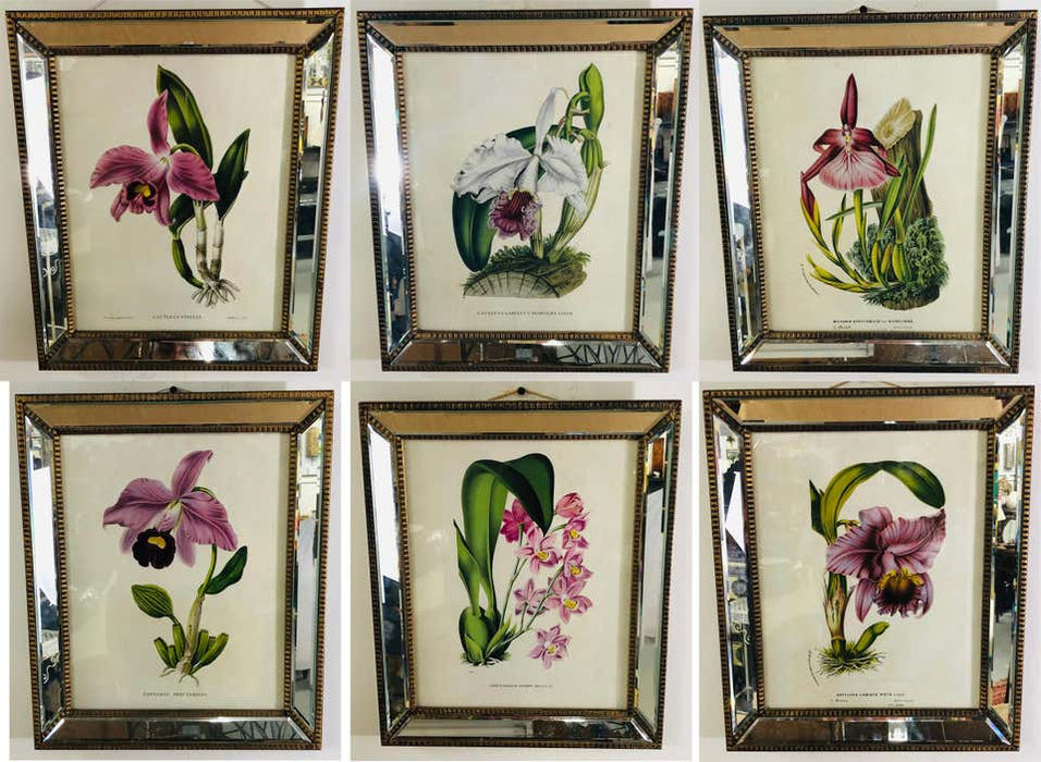 Botanicals of Cattleya Orchids in a Mirrored Custom Frame, Set of 6